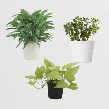 Pothos, Jade, Evergreen combo